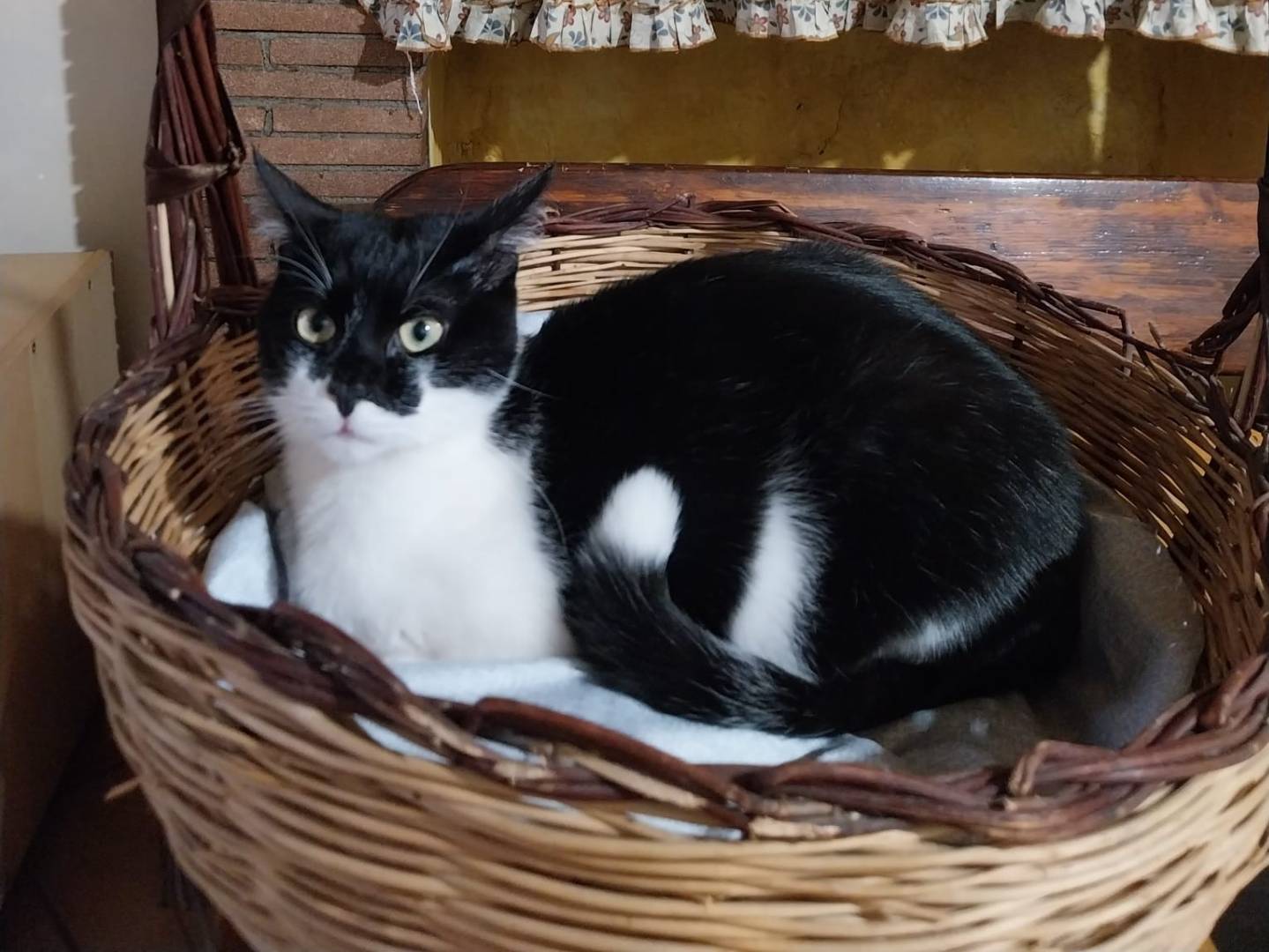 Foto dell'animale