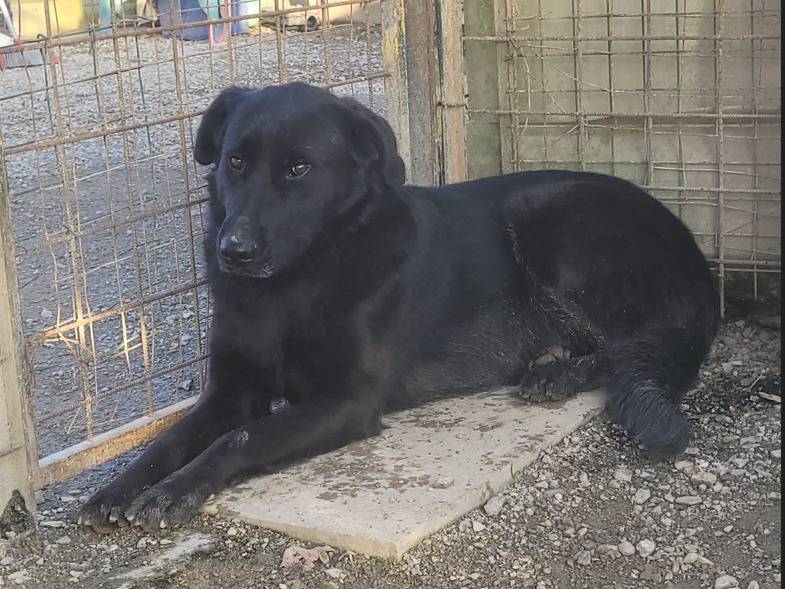 Adotta un cane, maschio, 3 anni  e 5 mesi , Milano