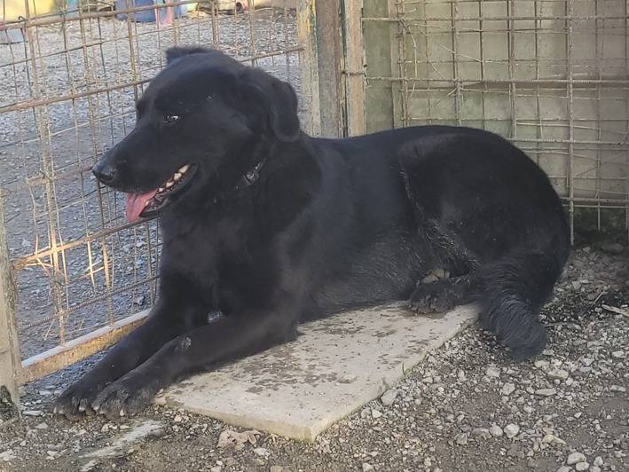 Adotta un cane, taglia media, maschio, Milano
