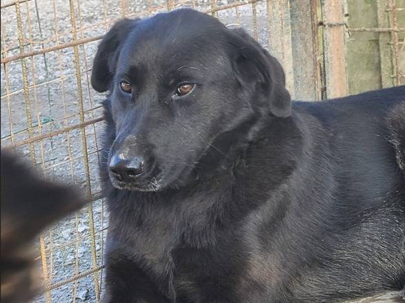 Vuoi adottare un cane a Milano?