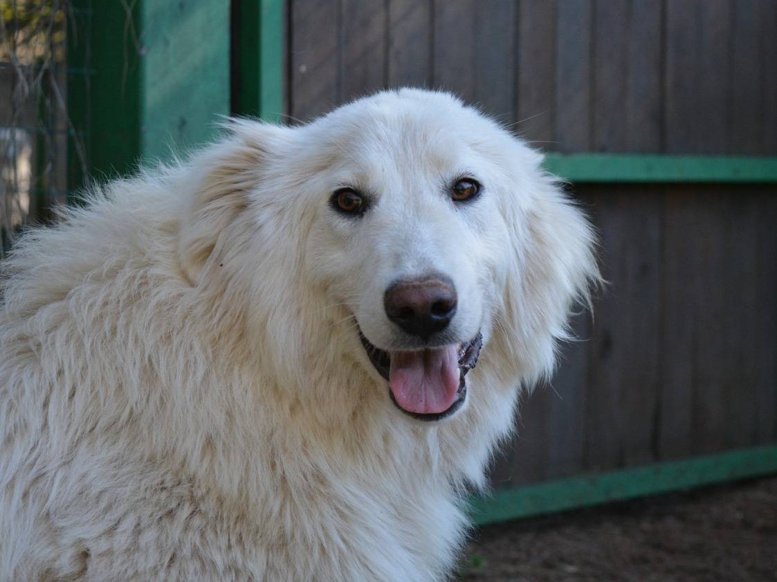 Adotta un cane, taglia grande, maschio, Roma