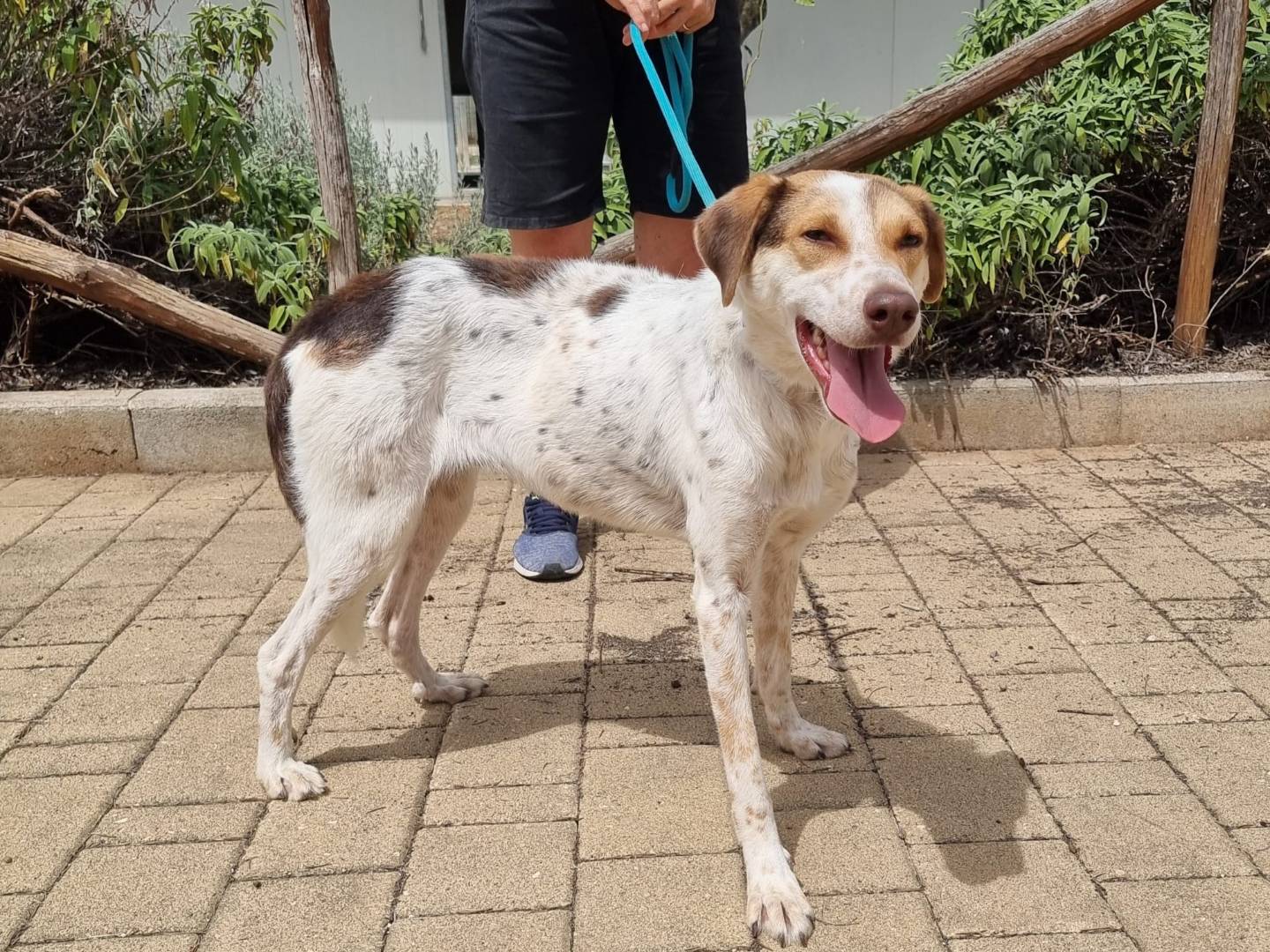 Vuoi adottare un cane a Bari?
