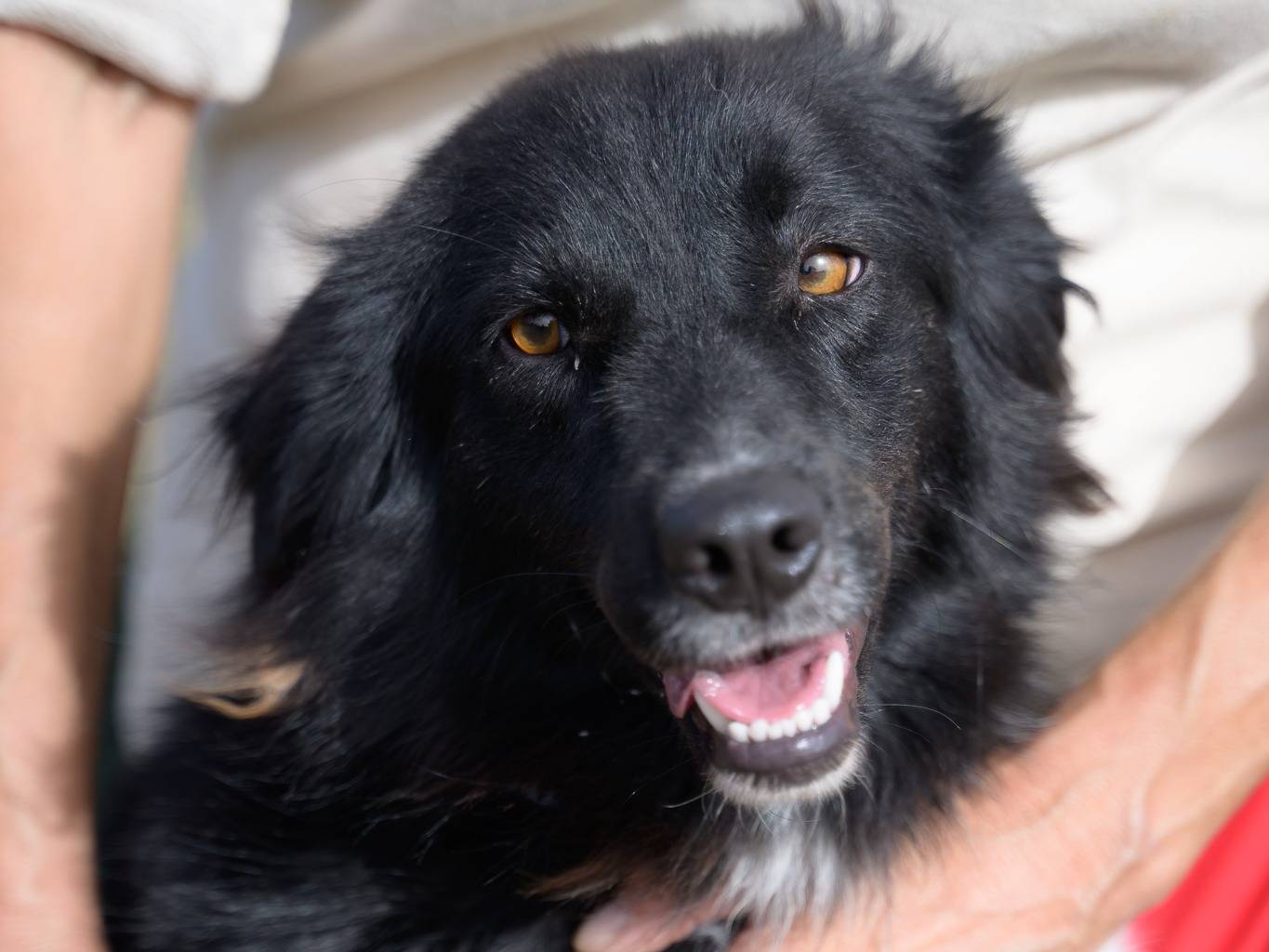 Adotta un cane, femmina, 1 anno e 7 mesi , Bari