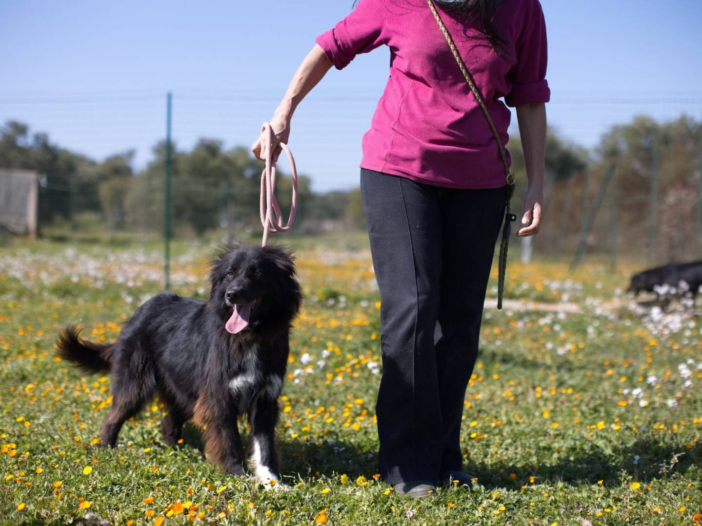 Adotta un cane, taglia media, femmina, Bari