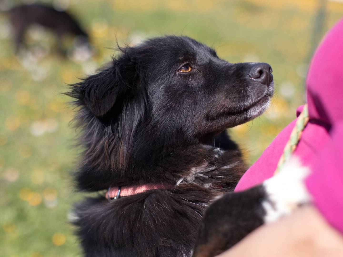Vuoi adottare un cane a Bari?