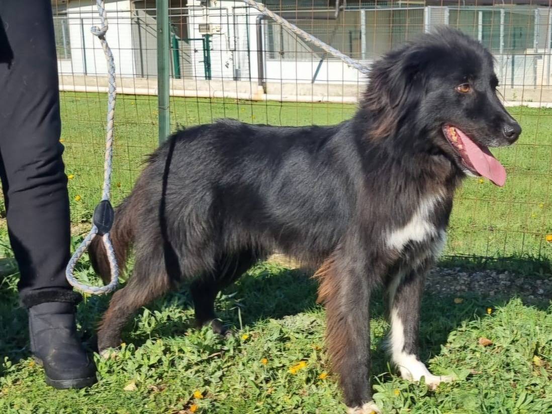 Adotta il cane Milly a Bari