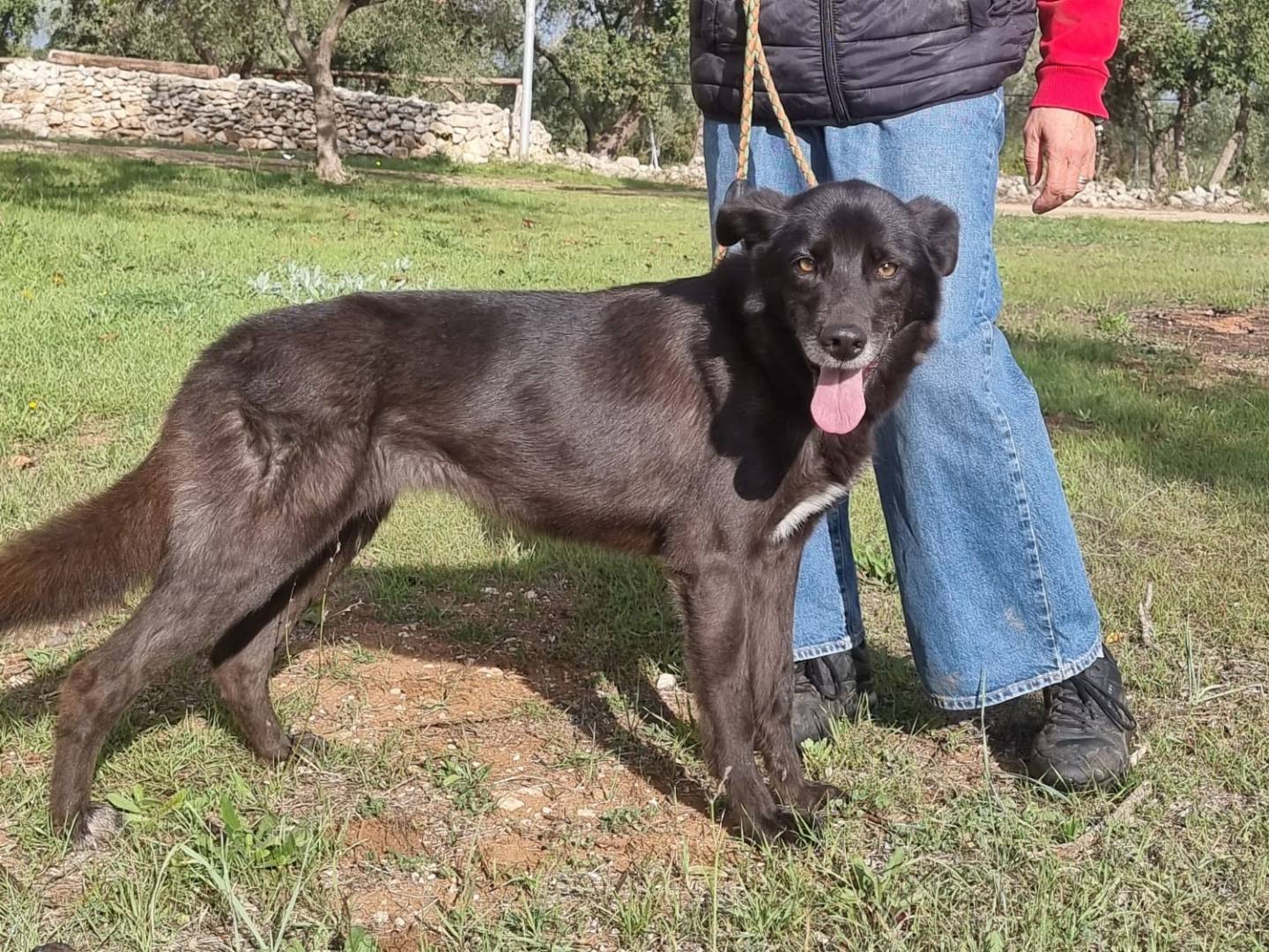 Adotta un cane, femmina, 5 anni  e 6 mesi , Bari