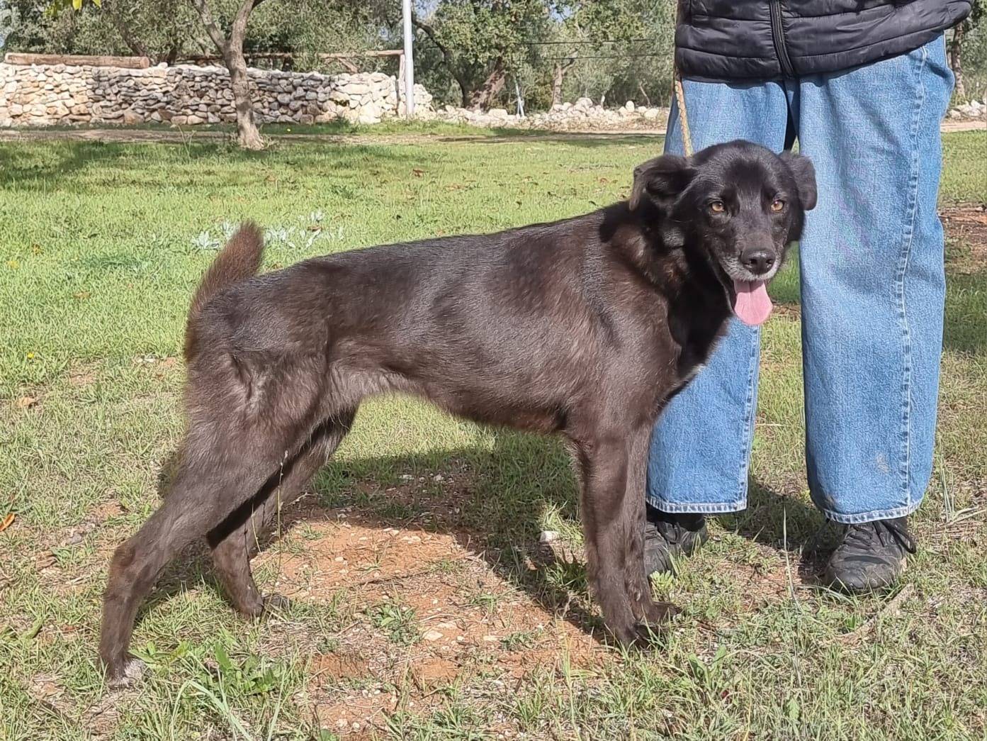 Vuoi adottare un cane a Bari?
