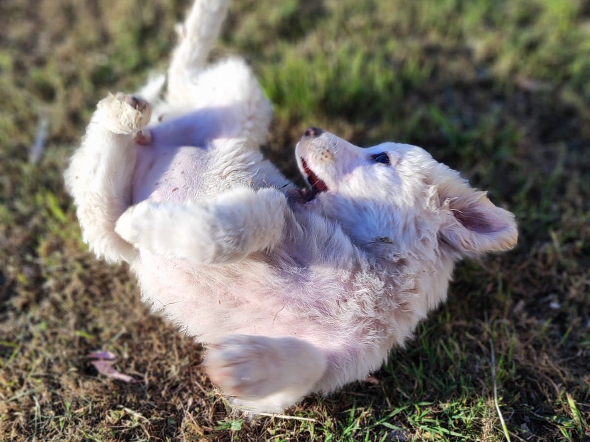 Foto dell'animale
