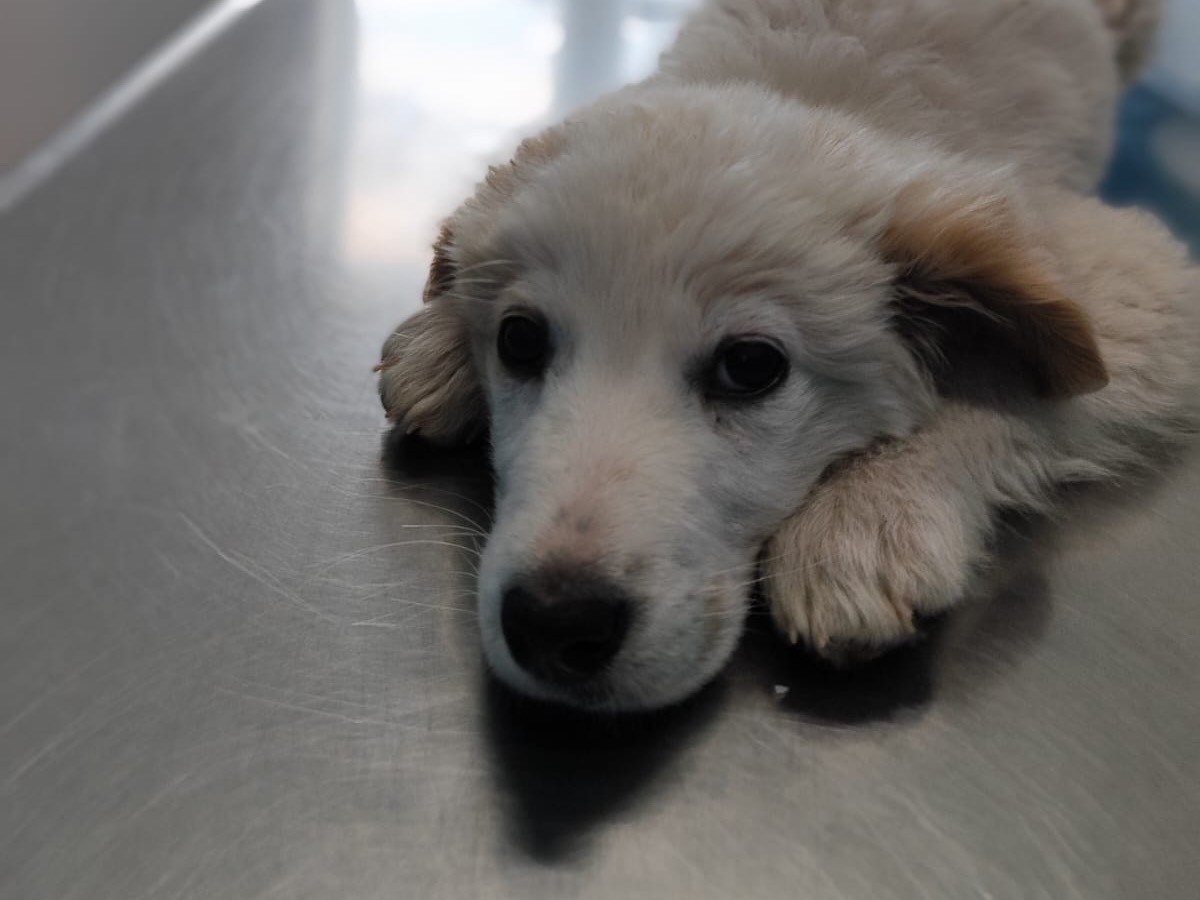 Adotta un cane, femmina, 3 mesi, Salerno
