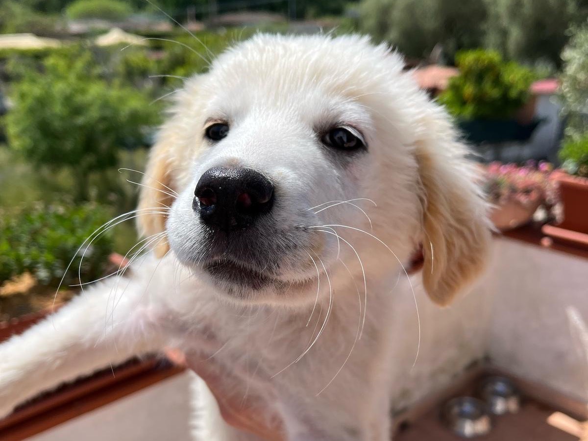 Adotta un cane, taglia media, femmina, Salerno