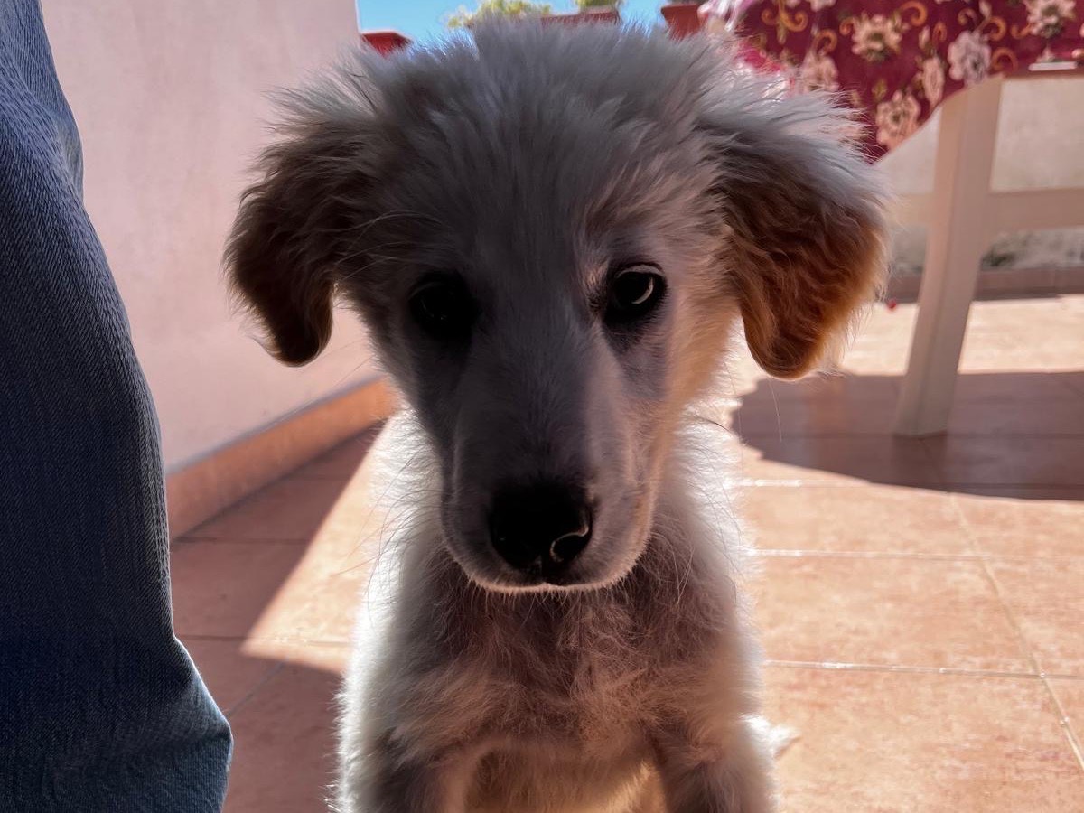 Vuoi adottare un cane a Salerno?