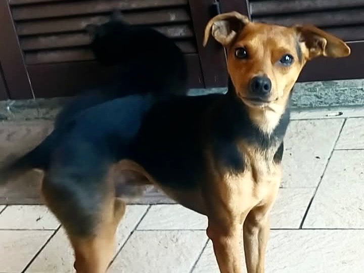 Adozione cane, maschio, Pinscher Razza sconosciuta, 3 anni  e 11 mesi , taglia piccola, Viterbo