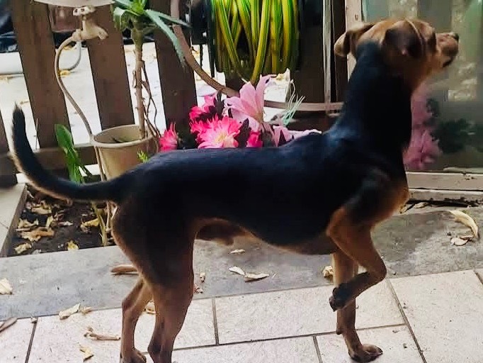Adotta un cane, maschio, 3 anni  e 11 mesi , Viterbo