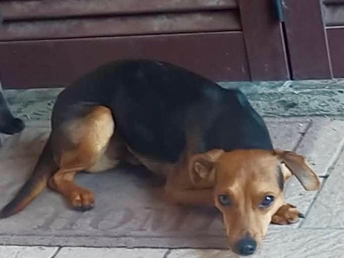 Adotta un cane, taglia piccola, maschio, Viterbo