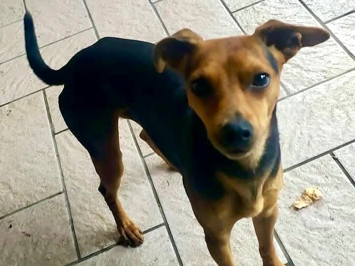 Vuoi adottare un cane a Viterbo?