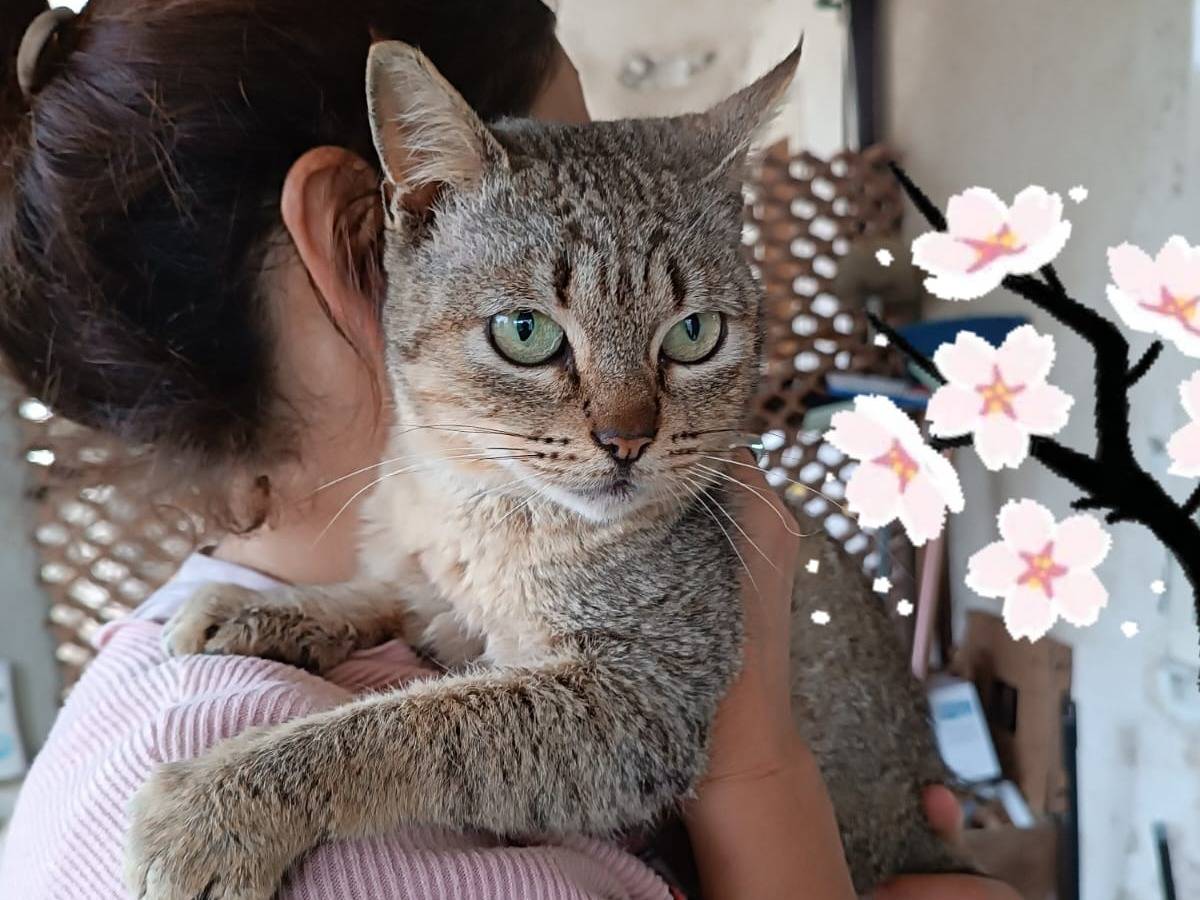 Foto dell'animale