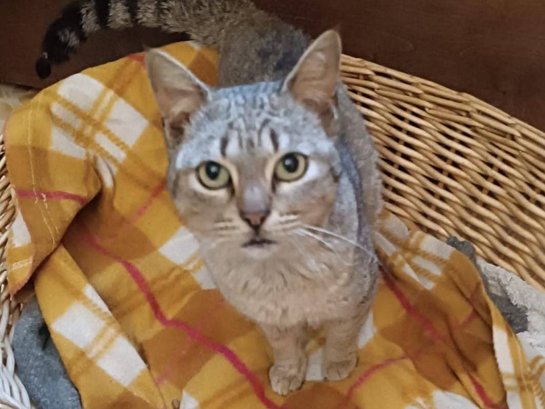 Adotta un gatto, femmina, 2 anni  e 11 mesi , Vibo