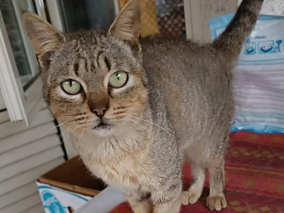 Vuoi adottare un gatto a Vibo?
