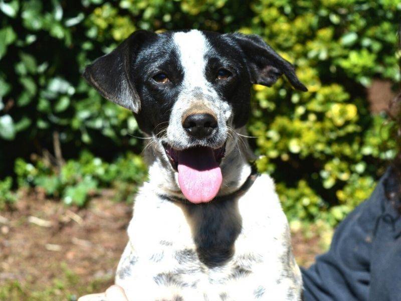 Adozione cane, femmina, Razza sconosciuta Razza sconosciuta, 1 anno e 1 mese, taglia media, Roma