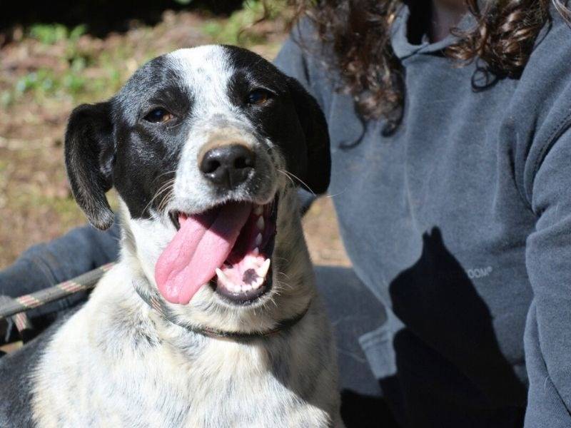 Adotta un cane, taglia media, femmina, Roma