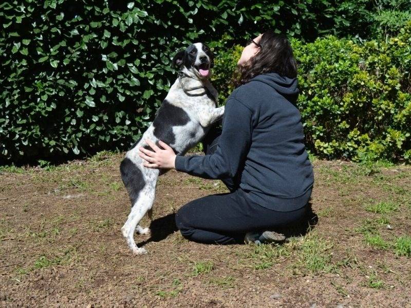 Vuoi adottare un cane a Roma?