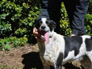 Adotta il cane Nikolina a Roma