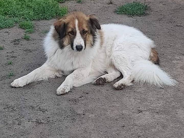 Adotta un cane, femmina, 3 anni , Terni