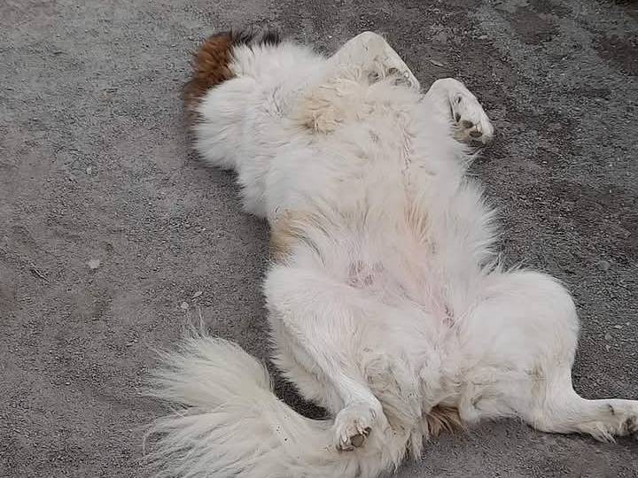 Adotta un cane, taglia media, femmina, Terni