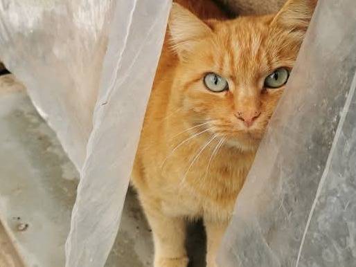 Adotta un gatto, maschio, 7 anni , Verona