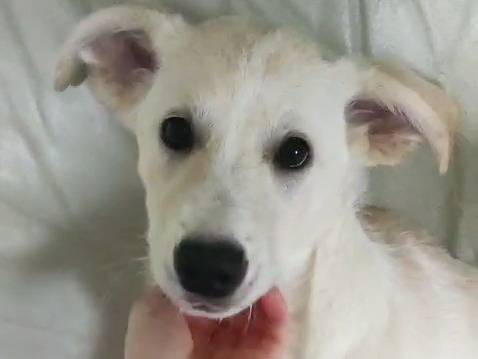 Adotta un cane, maschio, 4 mesi, Trapani