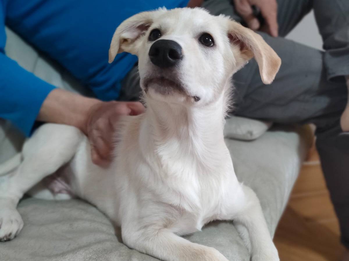Adotta un cane, taglia media, maschio, Trapani