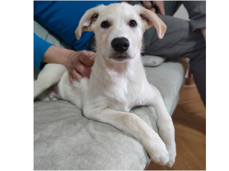 Vuoi adottare un cane a Trapani?