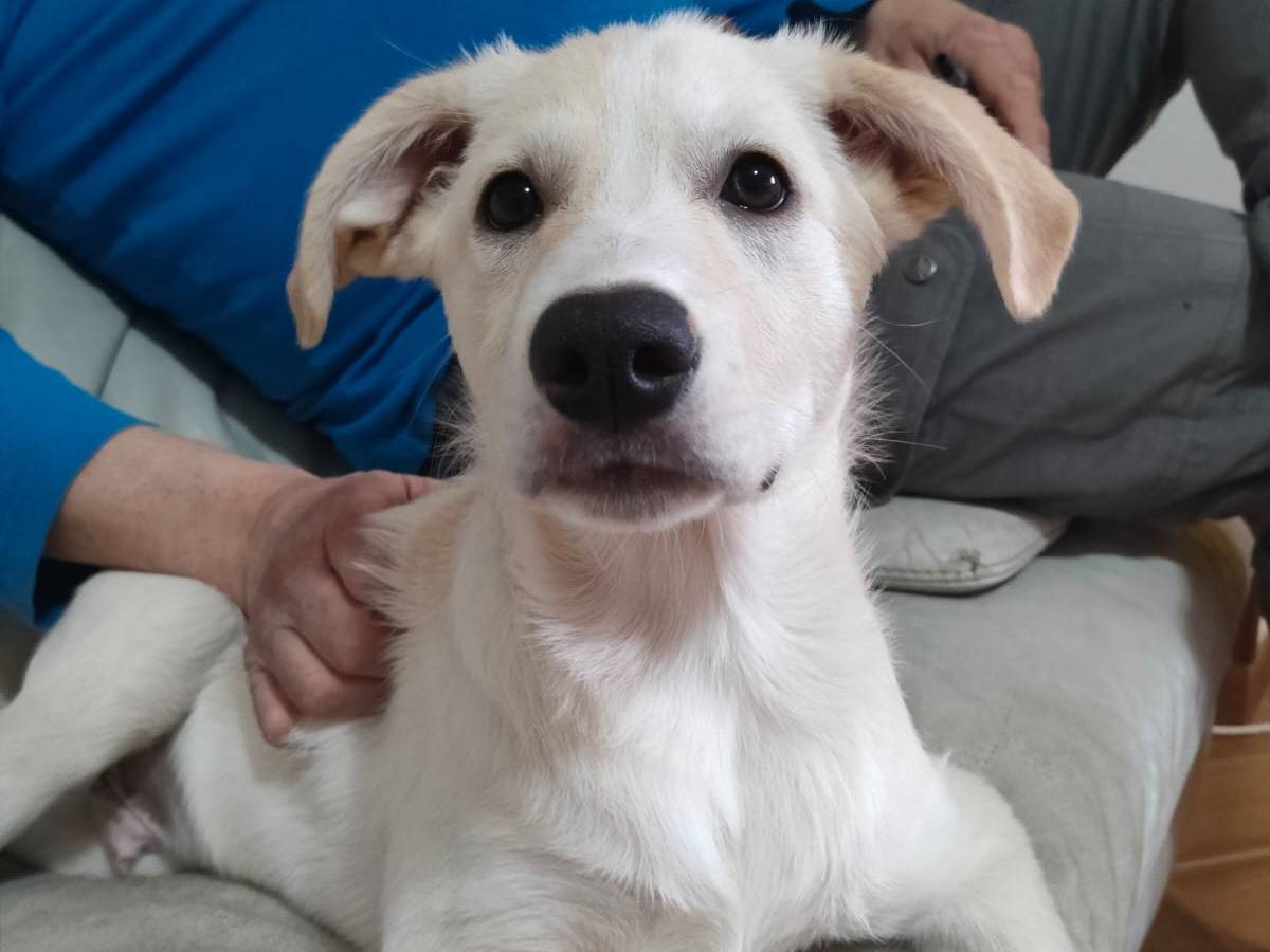 Adotta il cane Pepe a Trapani