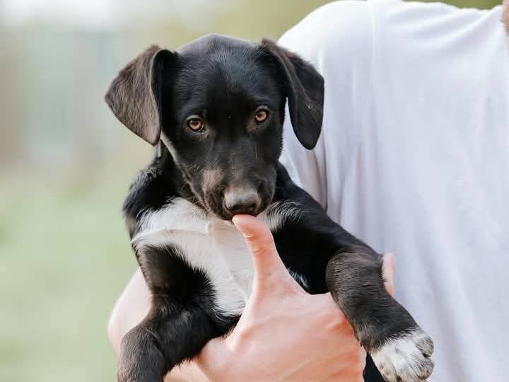 Adotta un cane, femmina, 1 anno, Verona