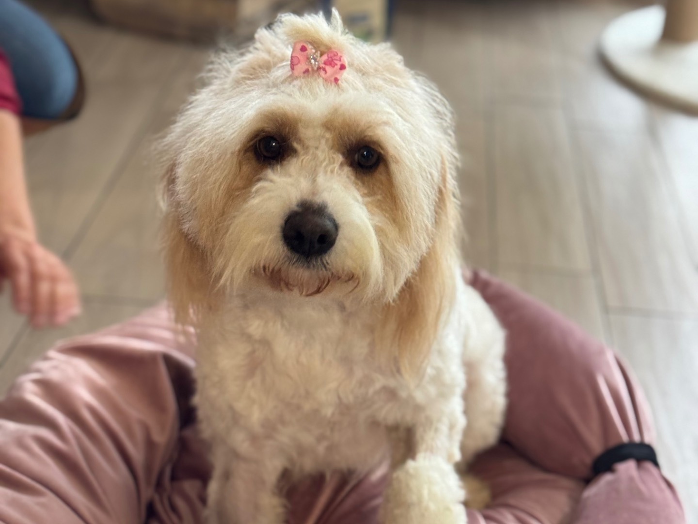 Foto dell'animale