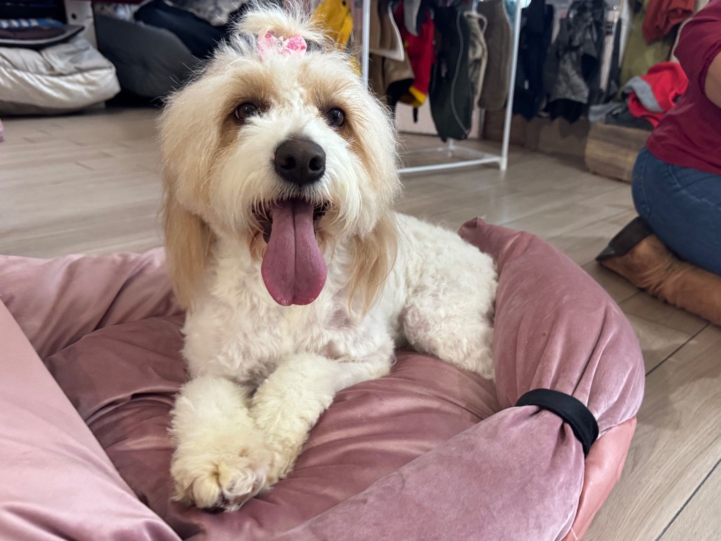 Adotta un cane, femmina, 1 anno e 3 mesi , Salerno
