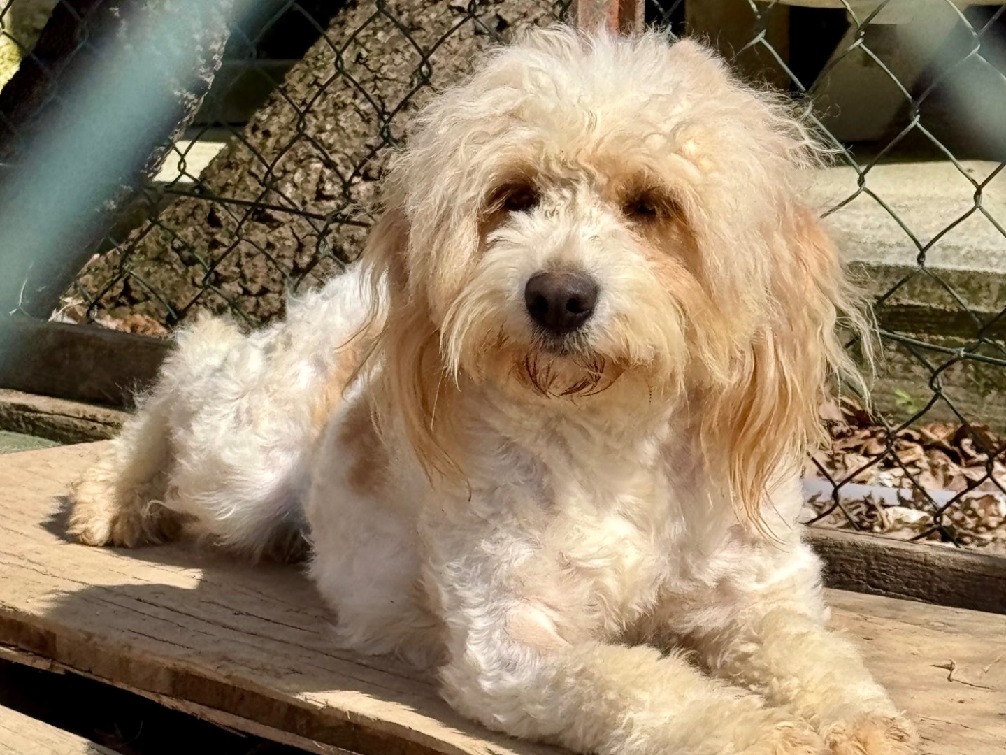 Adotta un cane, taglia media contenuta, femmina, Salerno