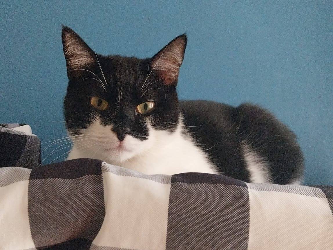 Adotta un gatto, maschio, 1 anno e 2 mesi , Viterbo