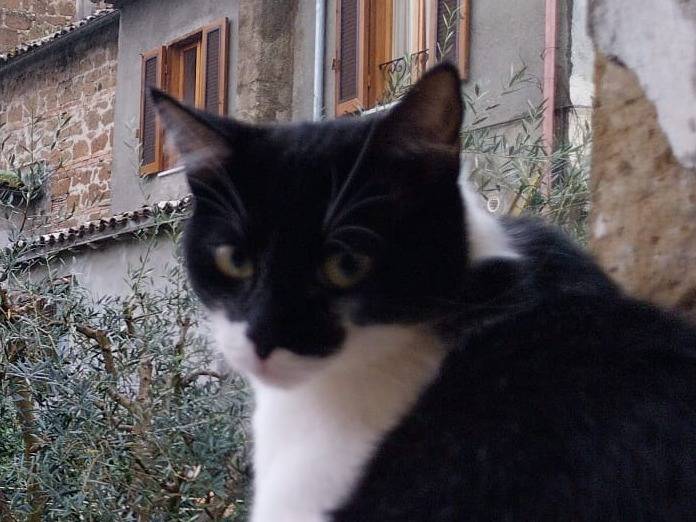 Adotta un gatto, taglia non valida, maschio, Viterbo