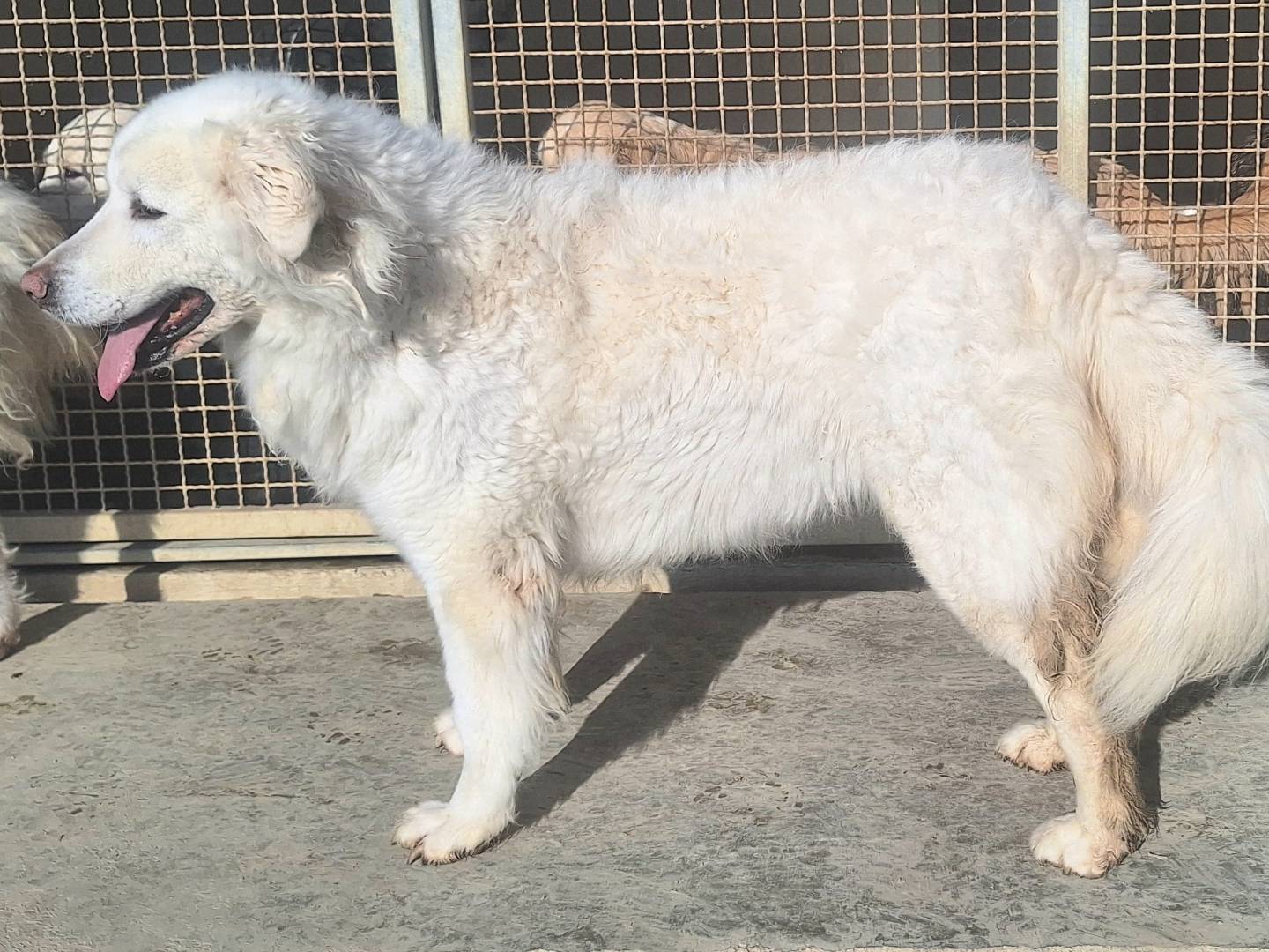 Adotta un cane, femmina, 6 anni  e 4 mesi , Teramo