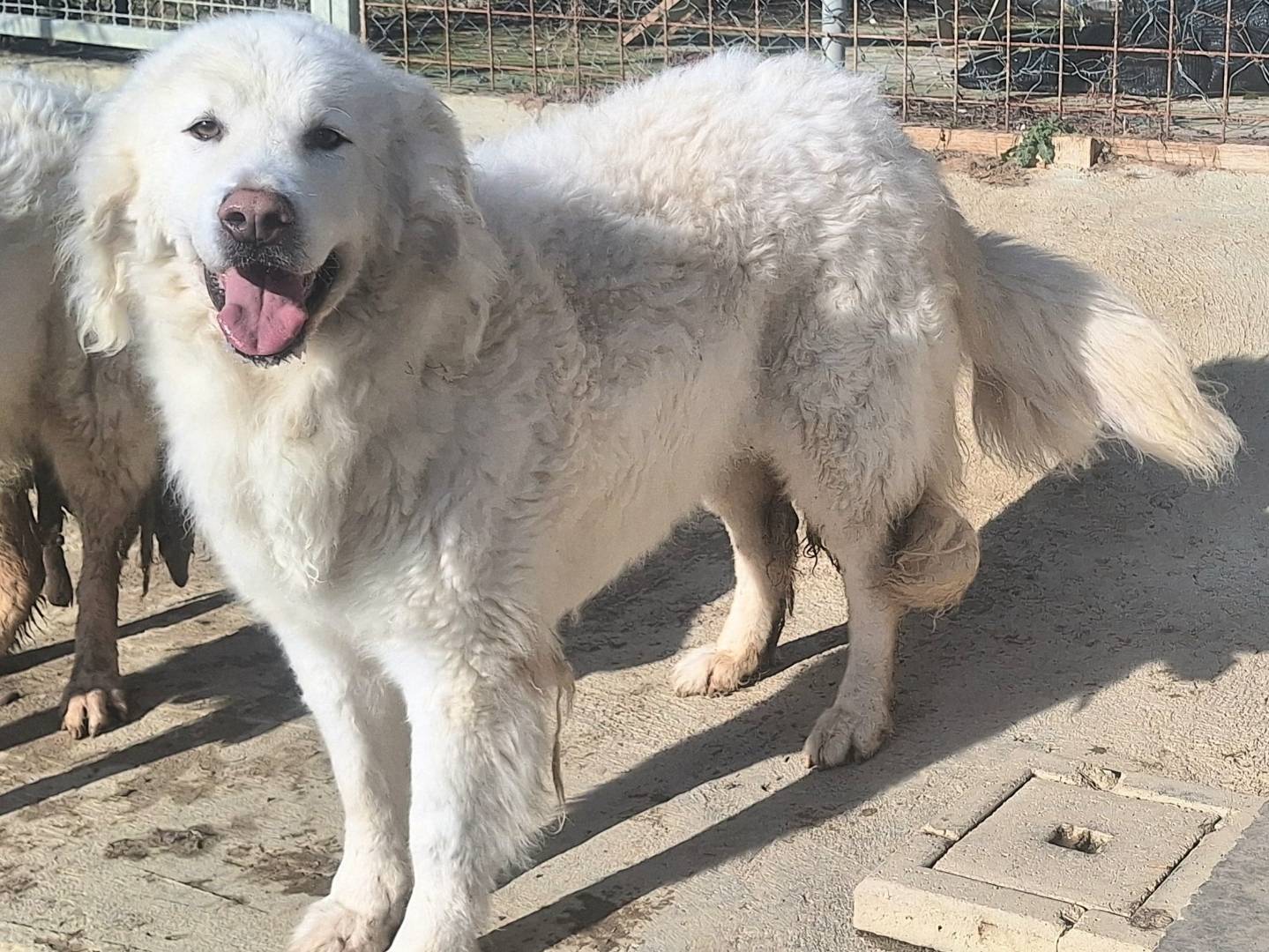 Adotta un cane, taglia gigante, femmina, Teramo