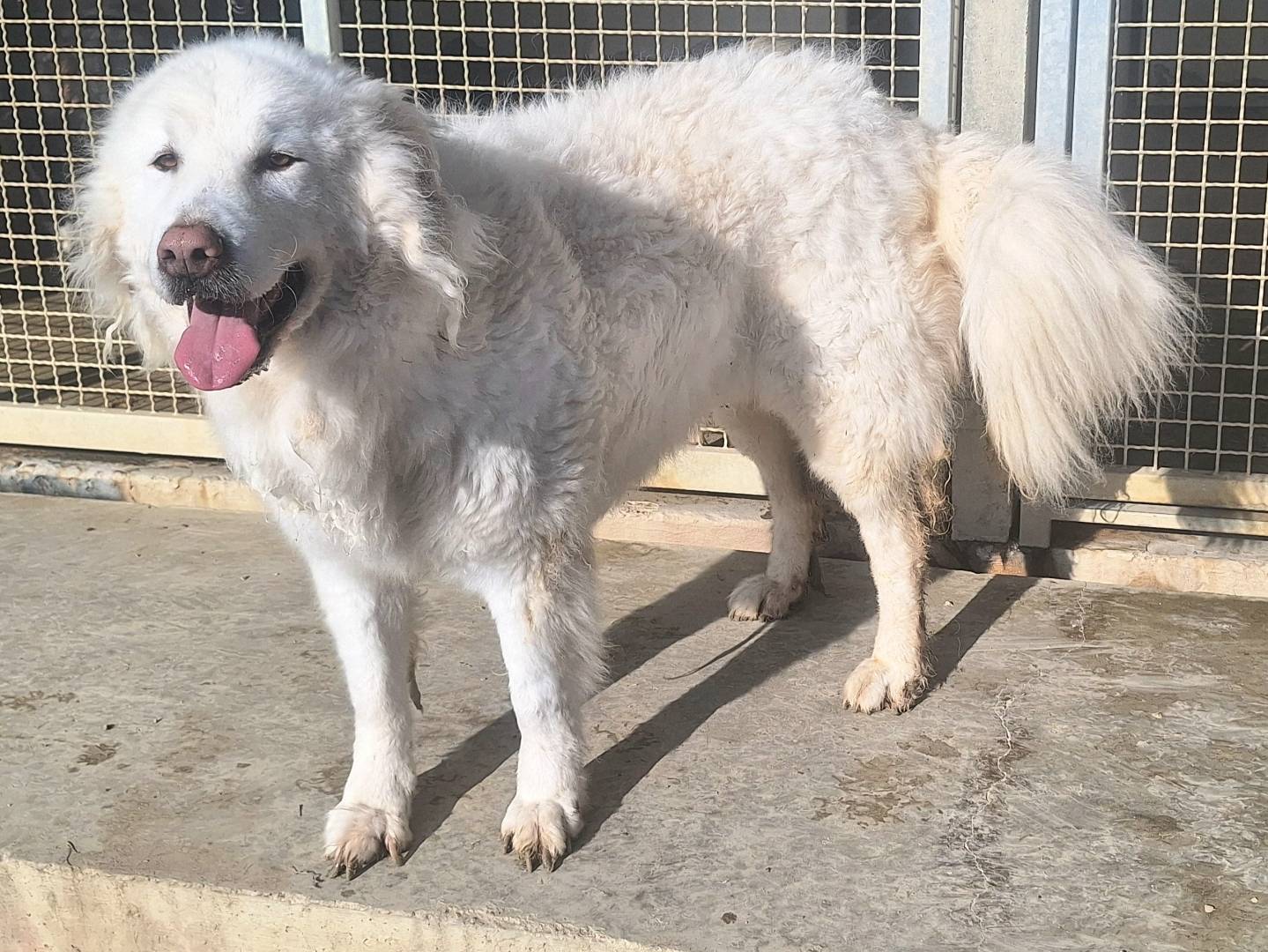Adotta il cane Bambola a Teramo