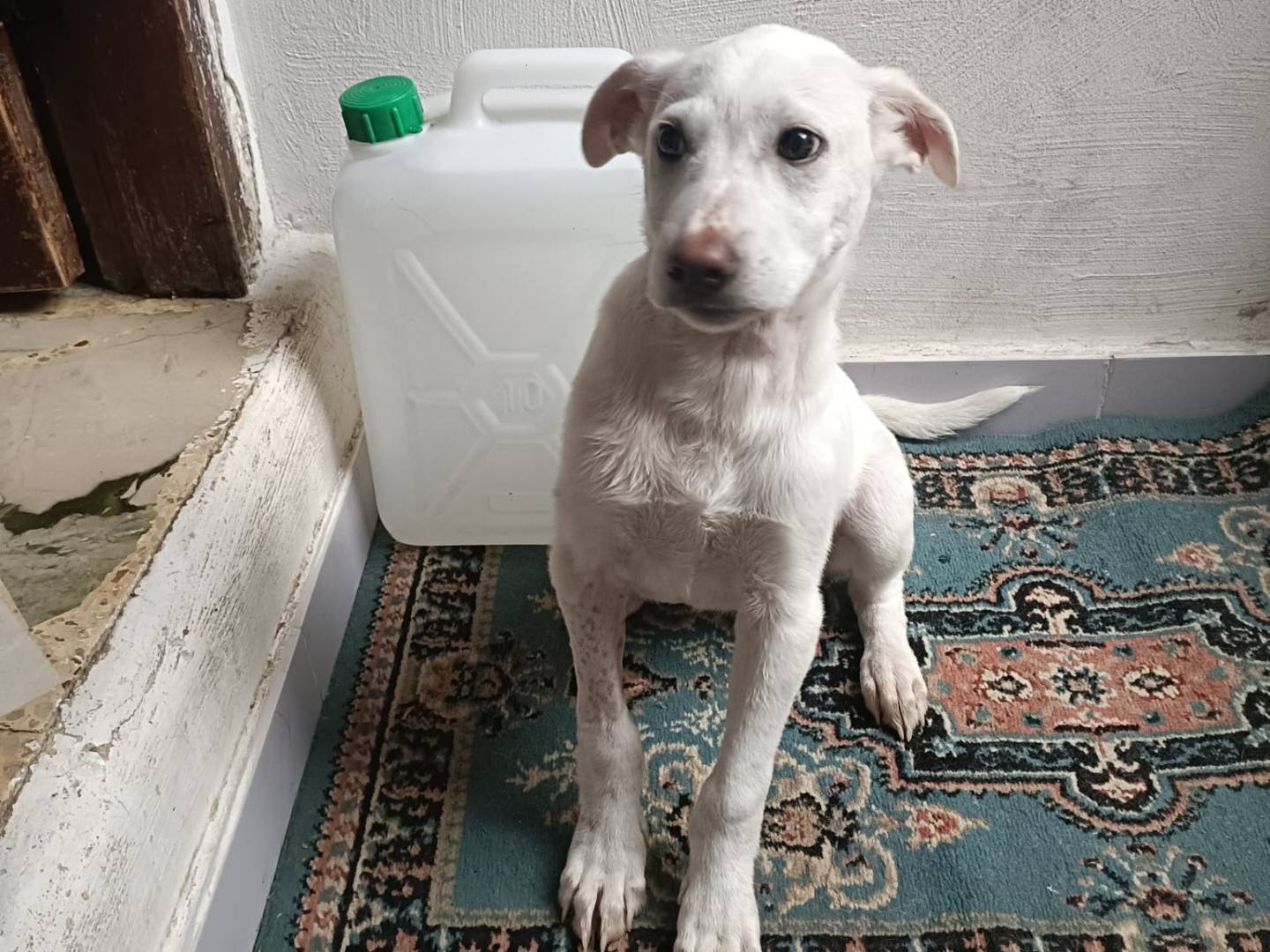 Adotta un cane, maschio, 3 mesi, Trapani