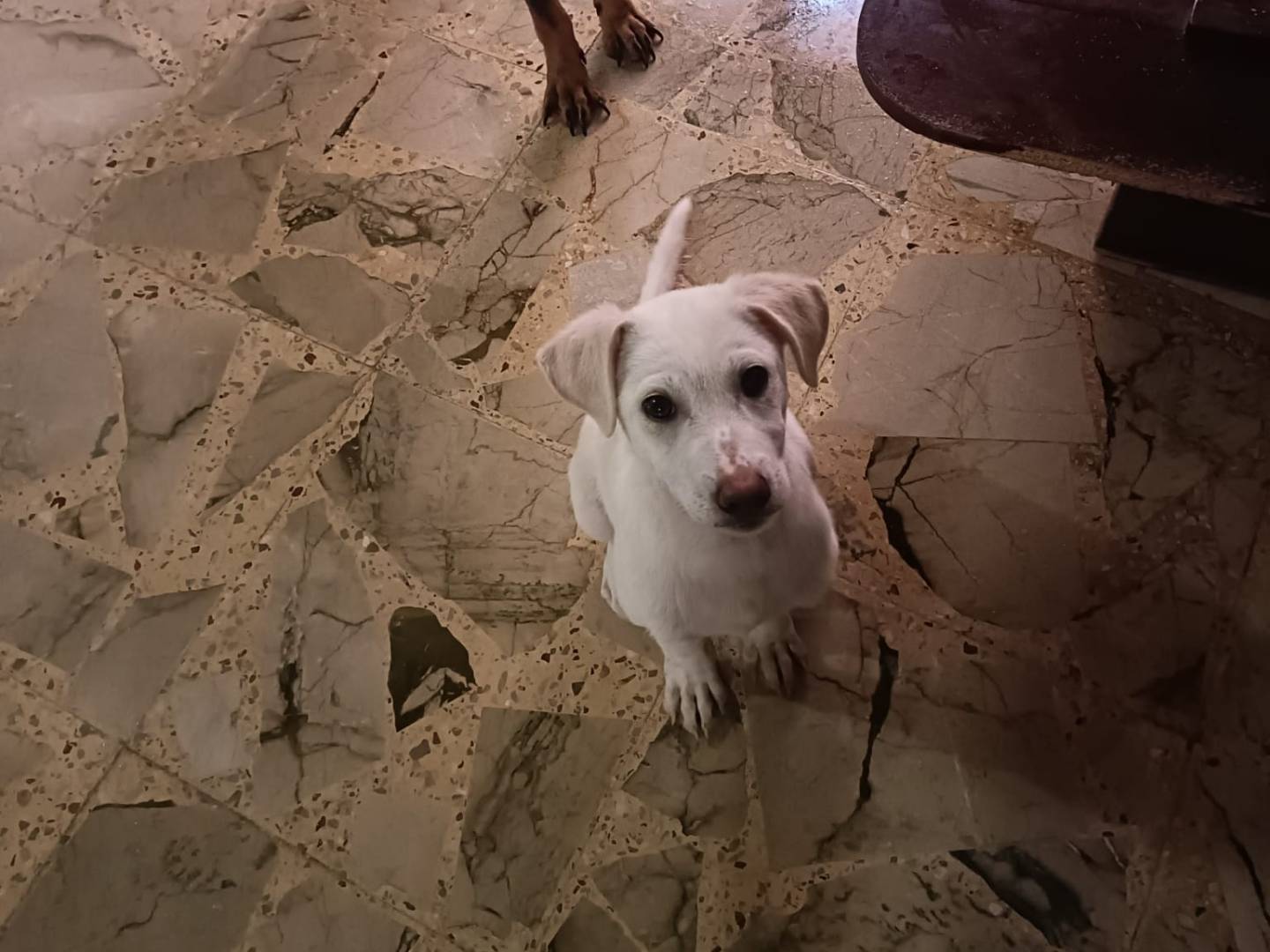 Adotta un cane, taglia media, maschio, Trapani