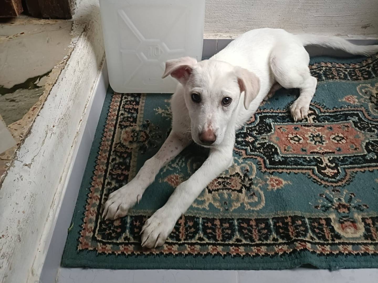 Vuoi adottare un cane a Trapani?
