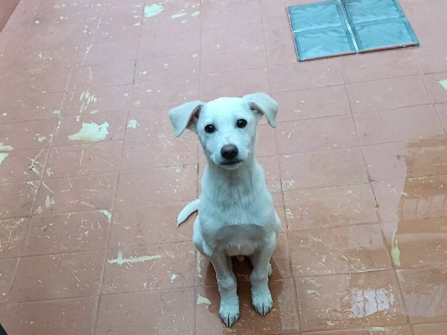 Adotta il cane Pippo  a Trapani