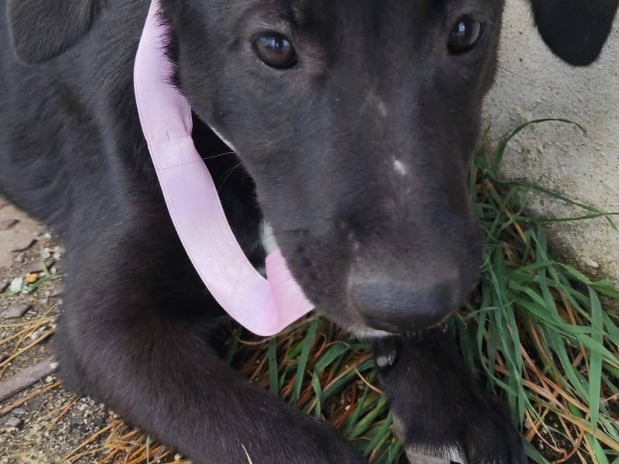 Adotta un cane, taglia grande, femmina, Napoli