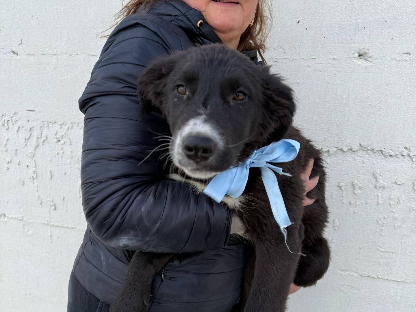 Adozione cane, maschio, Razza sconosciuta Razza sconosciuta, 3 mesi, taglia grande, Napoli