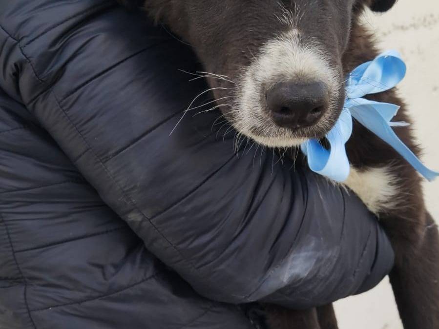 Adotta un cane, maschio, 3 mesi, Napoli